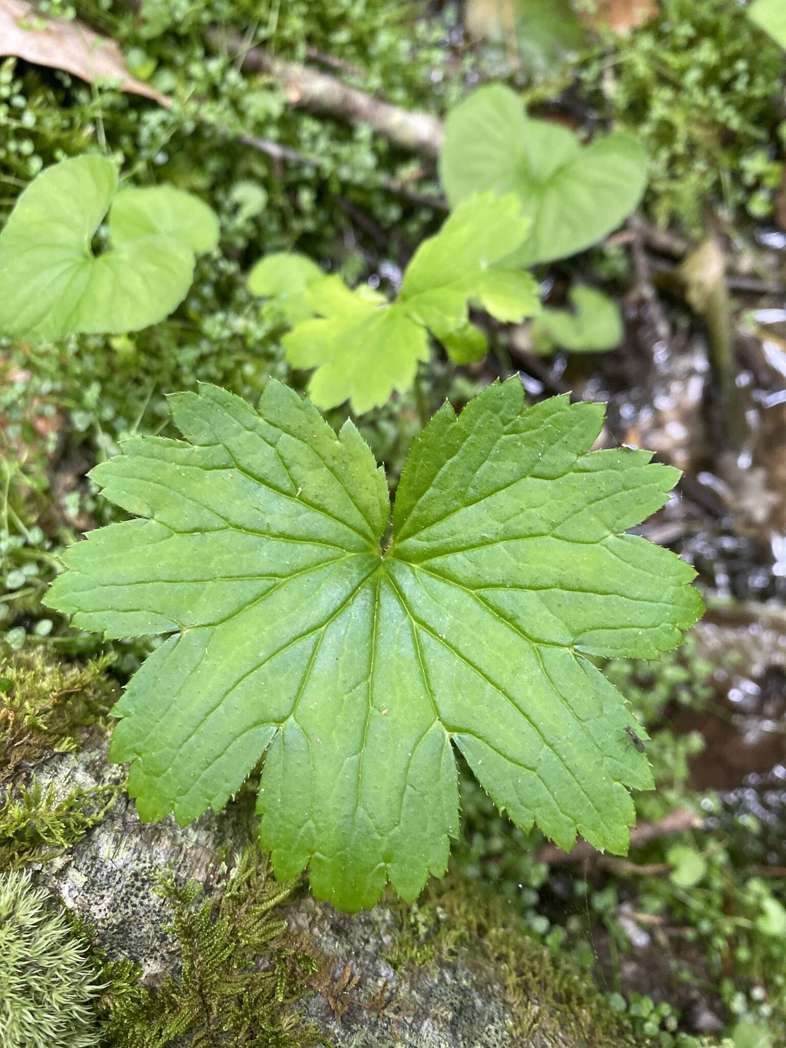 Image of Allegheny brookfoam