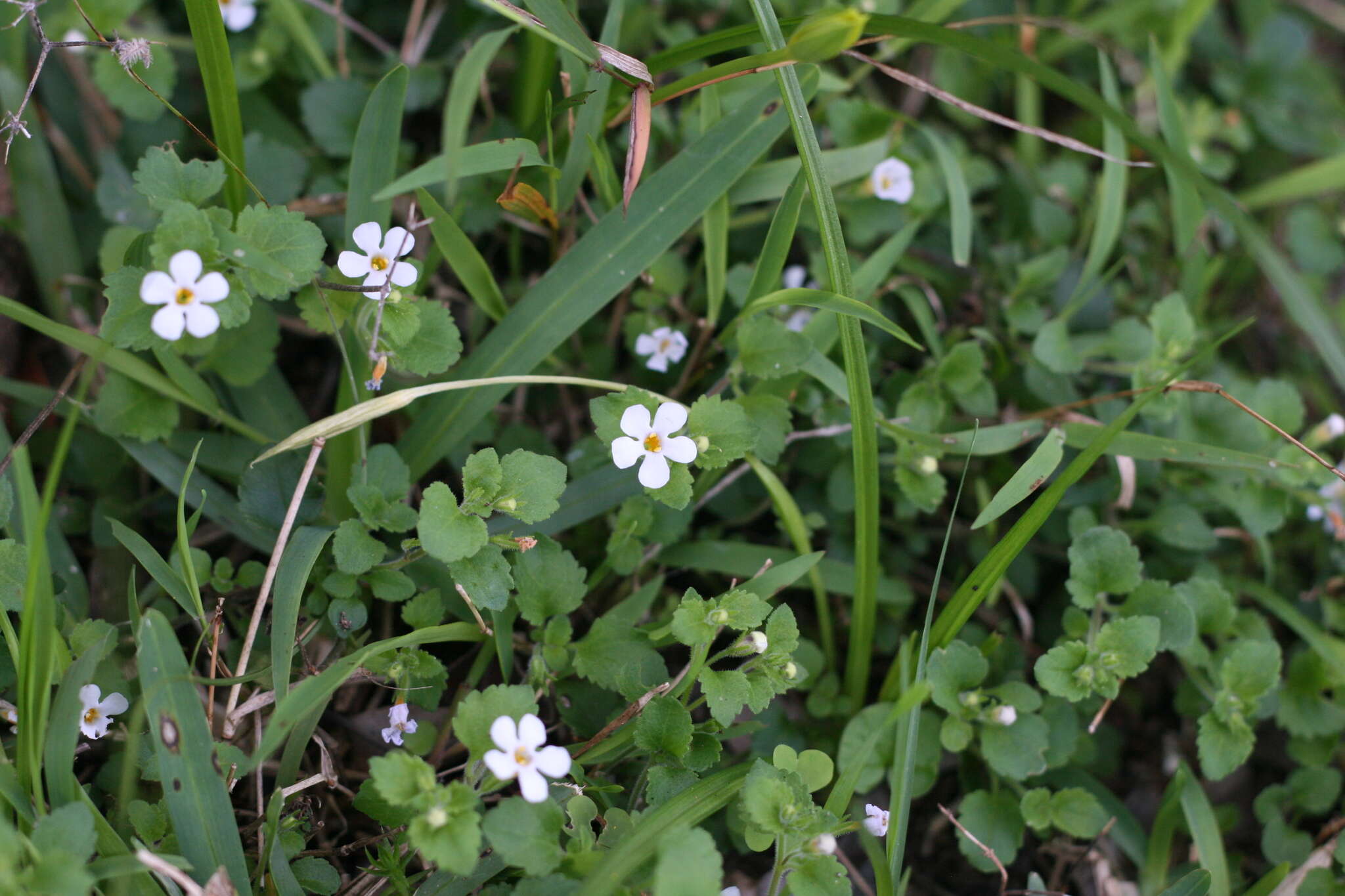 Image de Sutera cordata (Thunb.) Kuntze