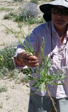 Image of Desert knapweed