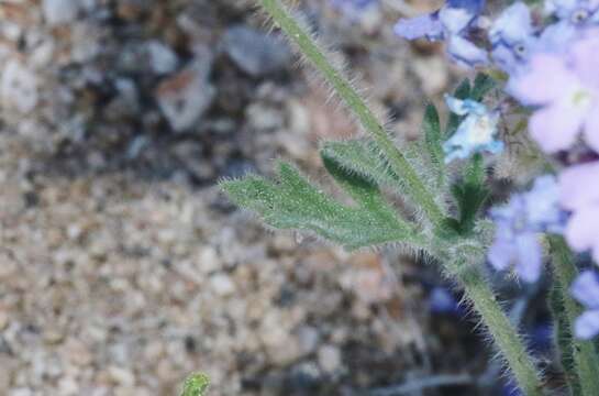 Image of southwestern mock vervain