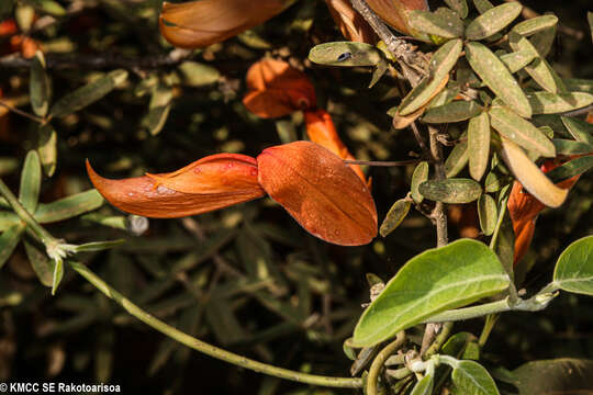 Image of Chadsia grevei Drake