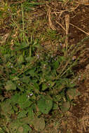 Image of Salvia nilotica Juss. ex Jacq.