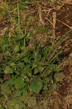 Imagem de Salvia nilotica Juss. ex Jacq.