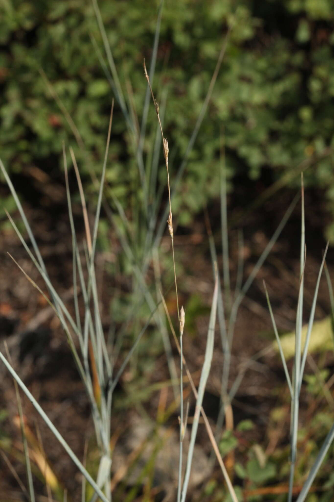Image of Elymus bungeanus (Trin.) Melderis