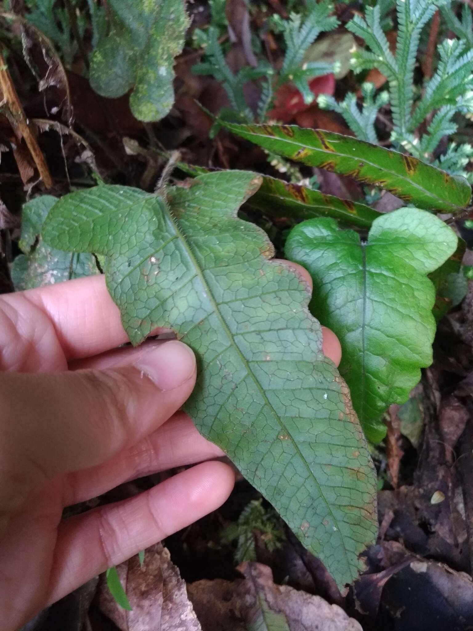 Image of Stegnogramma wilfordii (Hook.) Seriz.