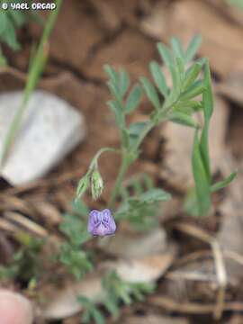 Image of Lens culinaris subsp. orientalis (Boiss.) Ponert