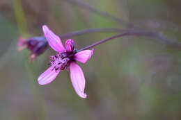 صورة Cosmos carvifolius Benth.