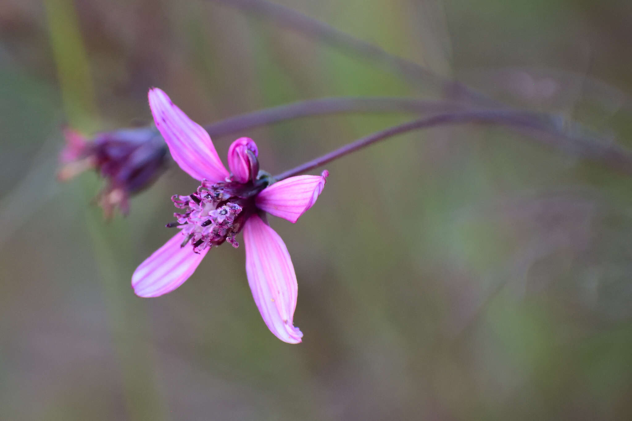 Image of Cosmos carvifolius Benth.