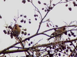 Image of Lesser Redpoll