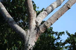 Image of Black Roughneck Monitor