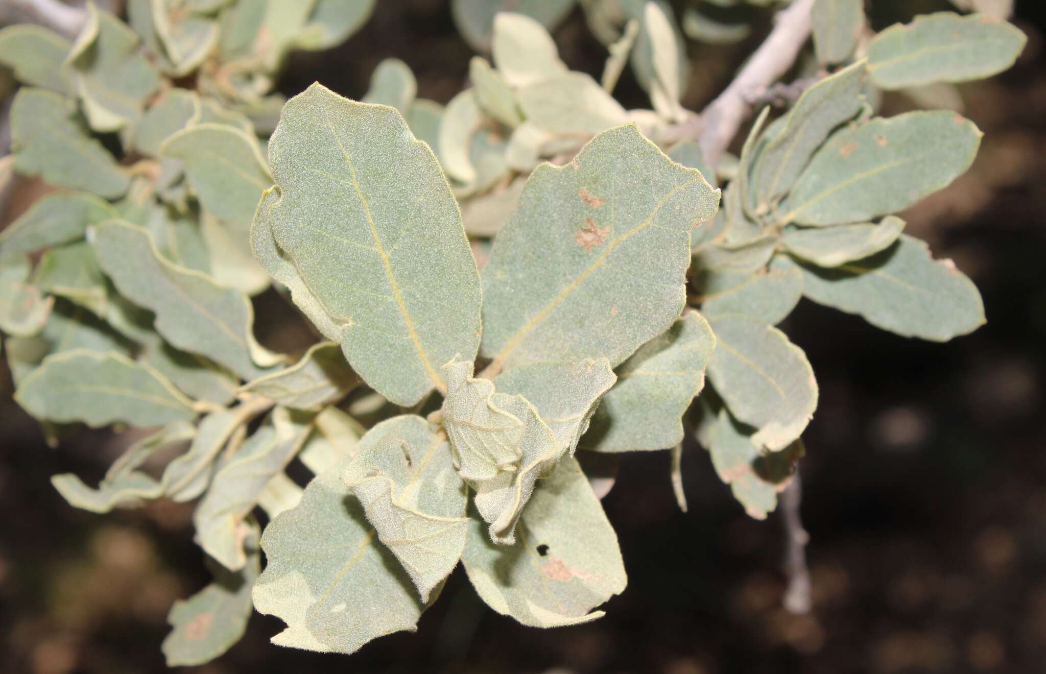 Image of Chihuahuan oak