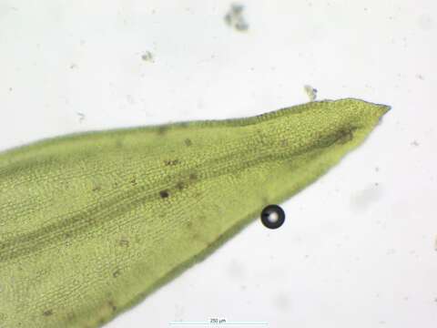 Image of <i>Orthotrichum schimperi</i>