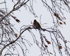 صورة Emberiza leucocephalos Gmelin & SG 1771