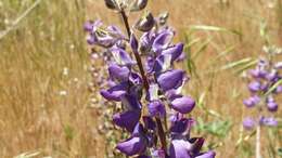 Image of mountain bush lupine