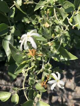 Imagem de Jasminum fluminense subsp. fluminense