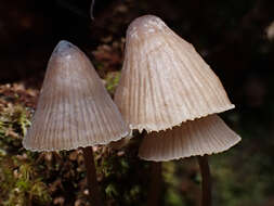 Image of Mycena megaspora Kauffman 1933