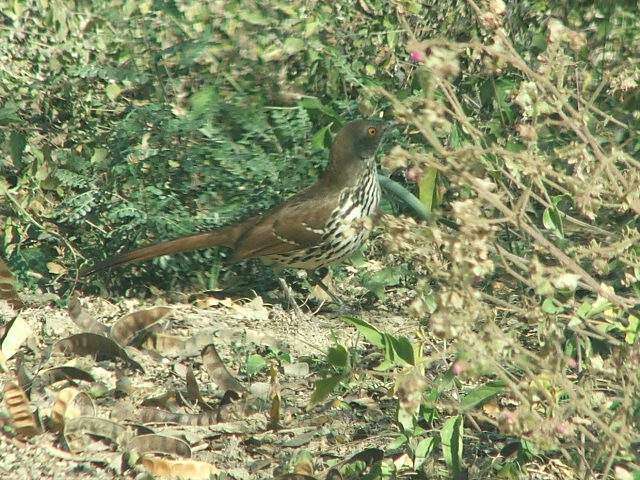 Image of Long-billed Thrasher