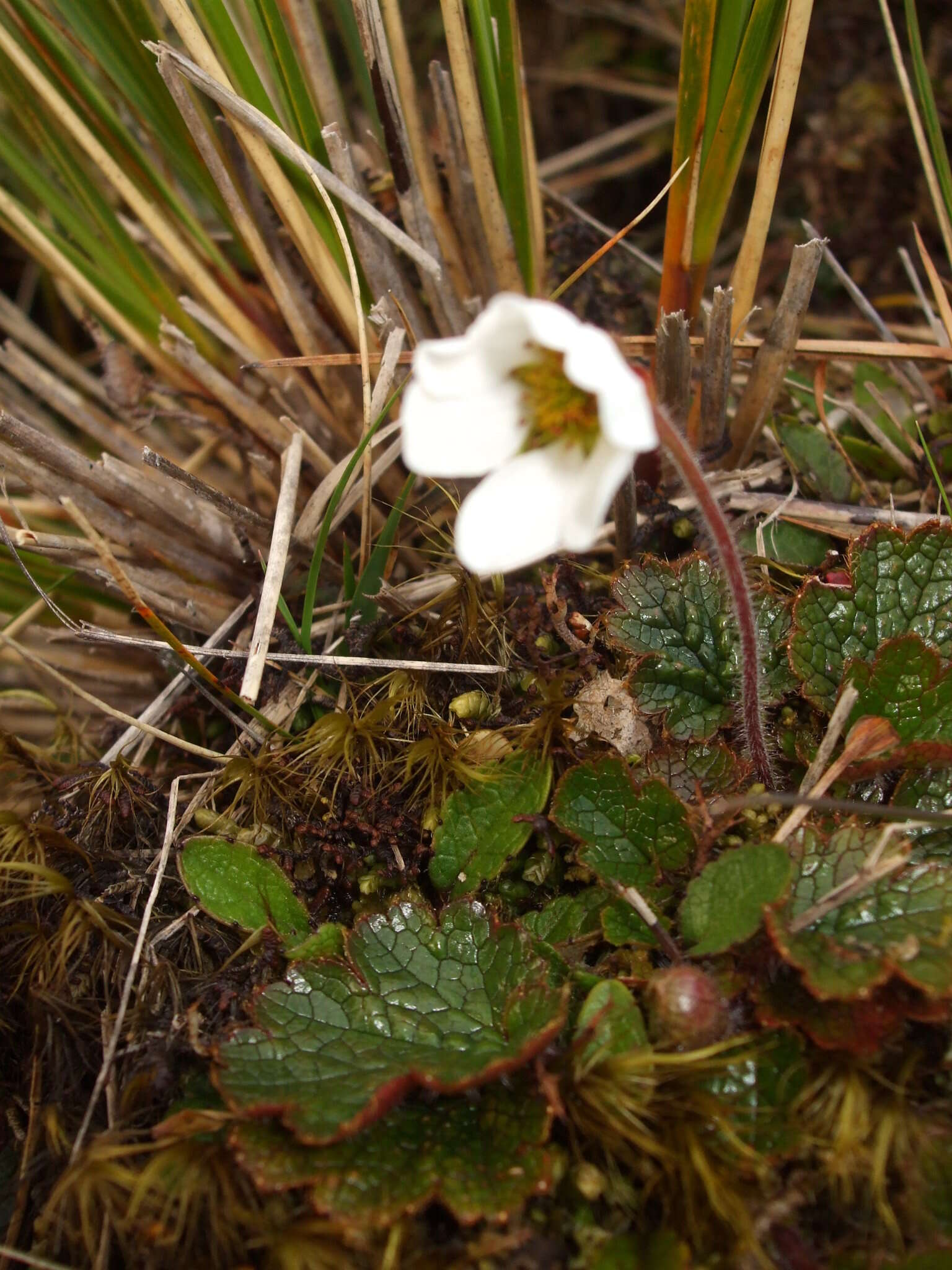 Image of Geum uniflorum J. Buch.