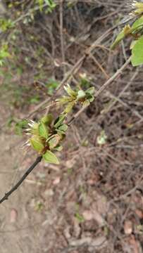 Image de Combretum albiflorum (Tul.) C. C. H. Jongkind