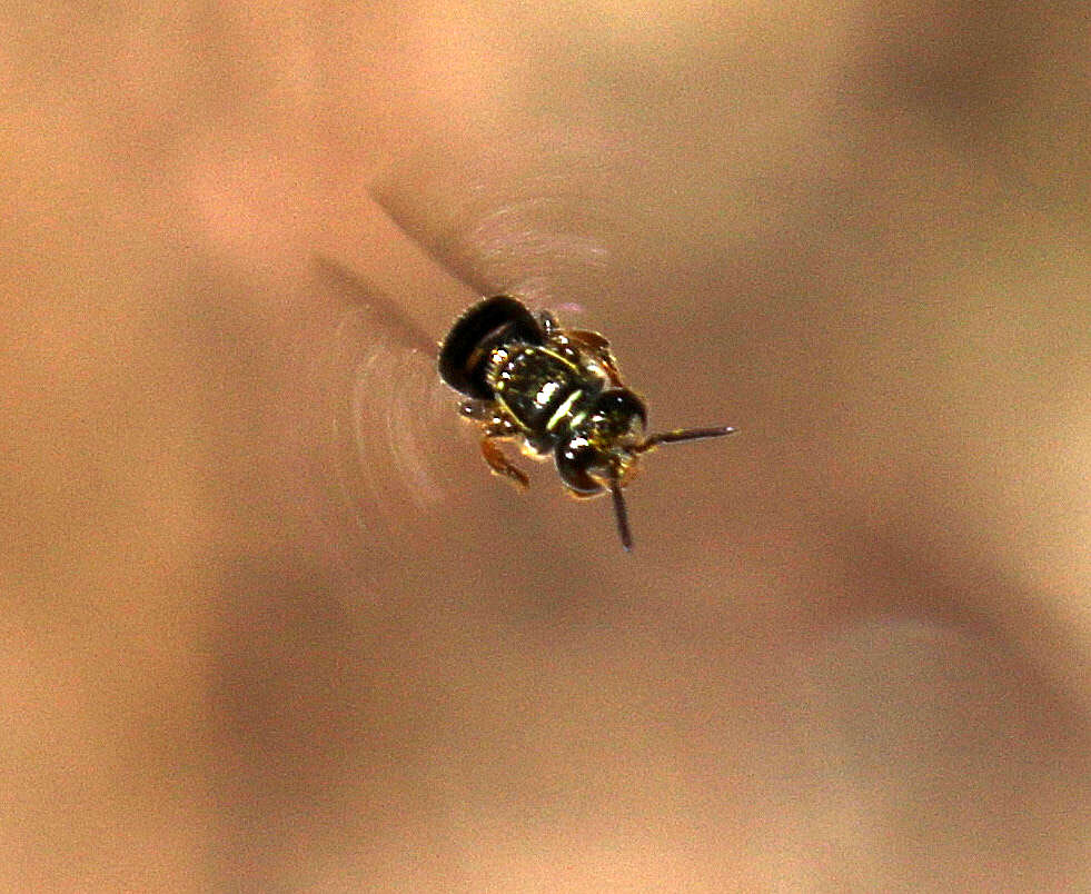 Image of Plebeia emerina (Friese 1900)