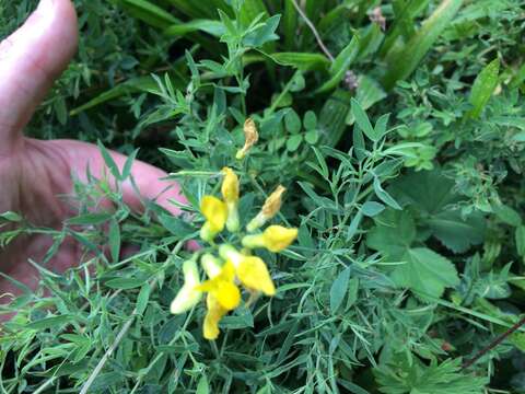 Слика од Lathyrus pratensis L.