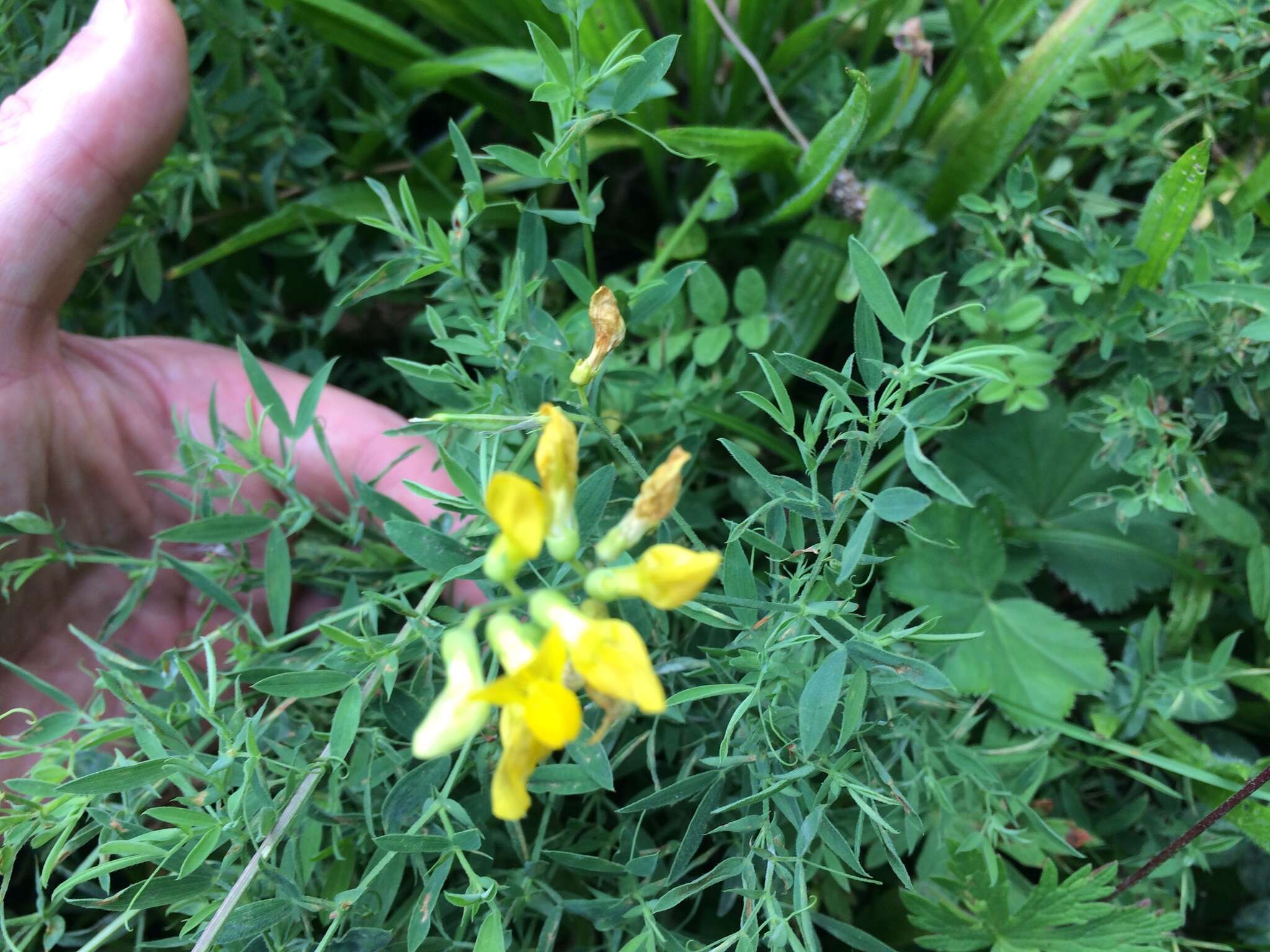 Слика од Lathyrus pratensis L.