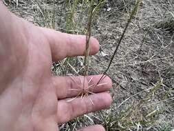 Image of Sporobolus actinocladus (F. Muell.) F. Muell.