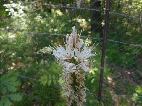 Image of Asphodelus macrocarpus Parl.