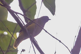 Image of Andaman Bulbul