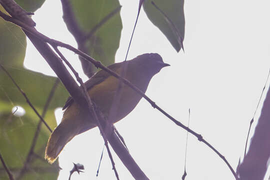 Image of Andaman Bulbul