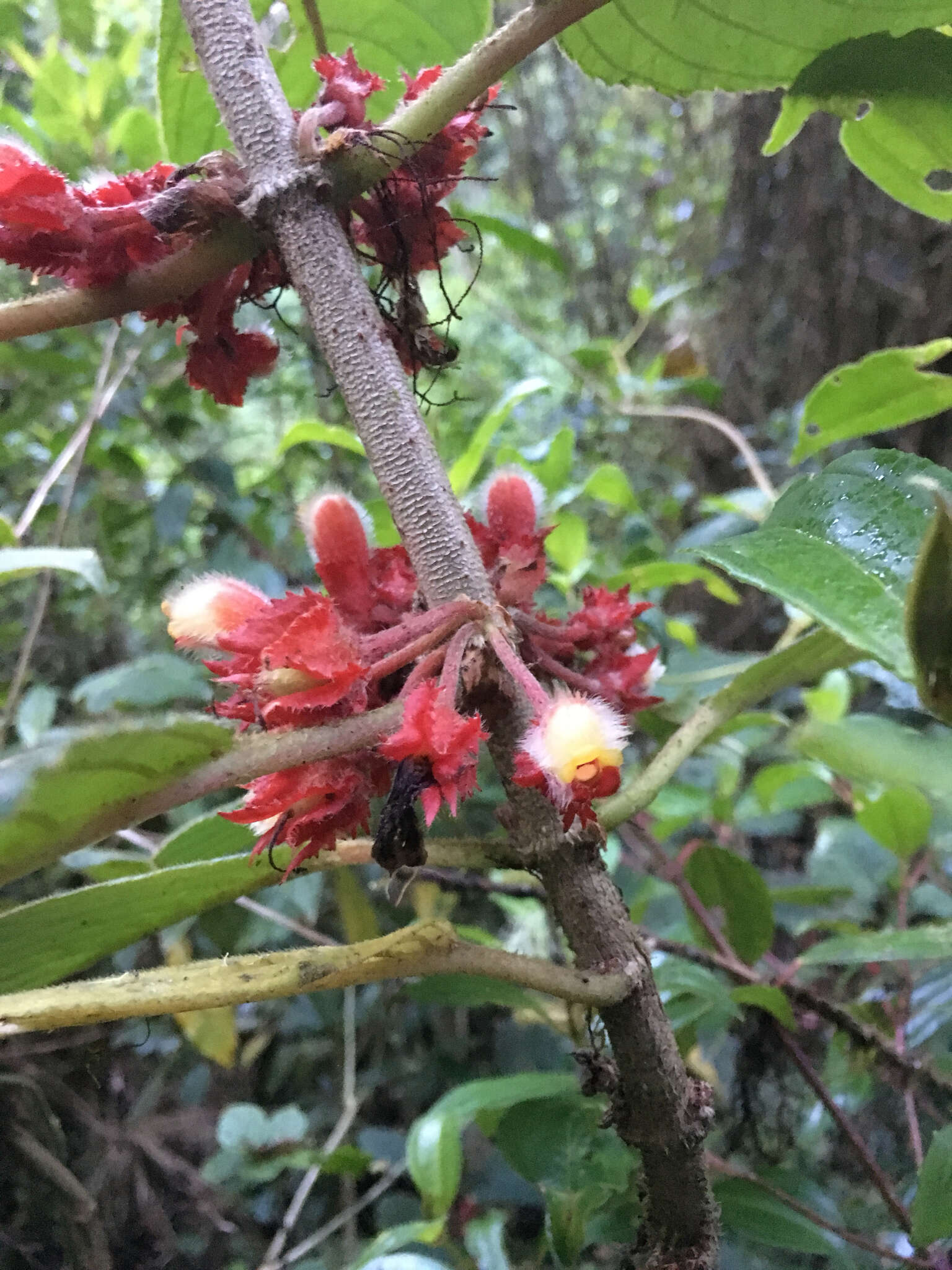 Image of Glossoloma ichthyoderma (Hanst.) J. L. Clark