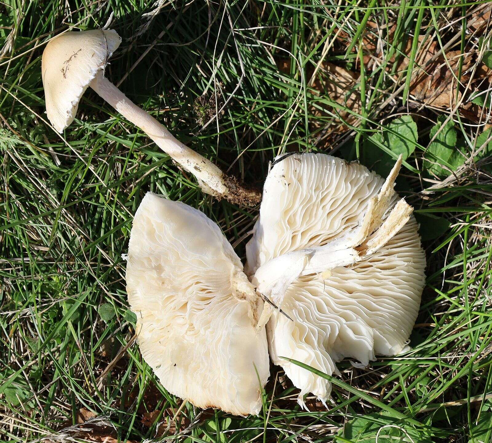 Слика од Lepiota erminea (Fr.) P. Kumm. 1871