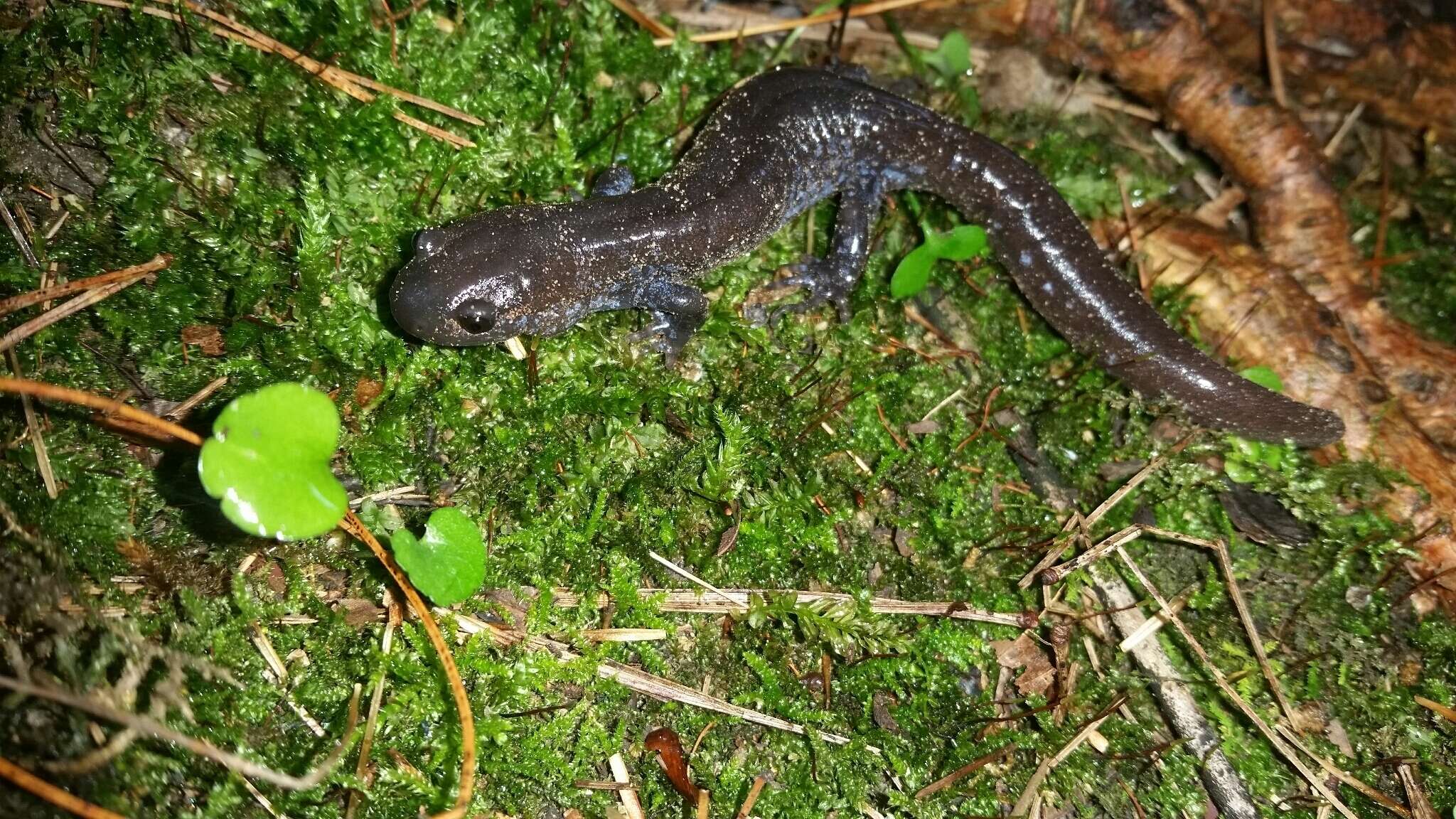 صورة Ambystoma laterale Hallowell 1856