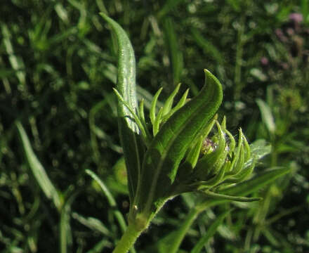 Image of Nuttall's sunflower