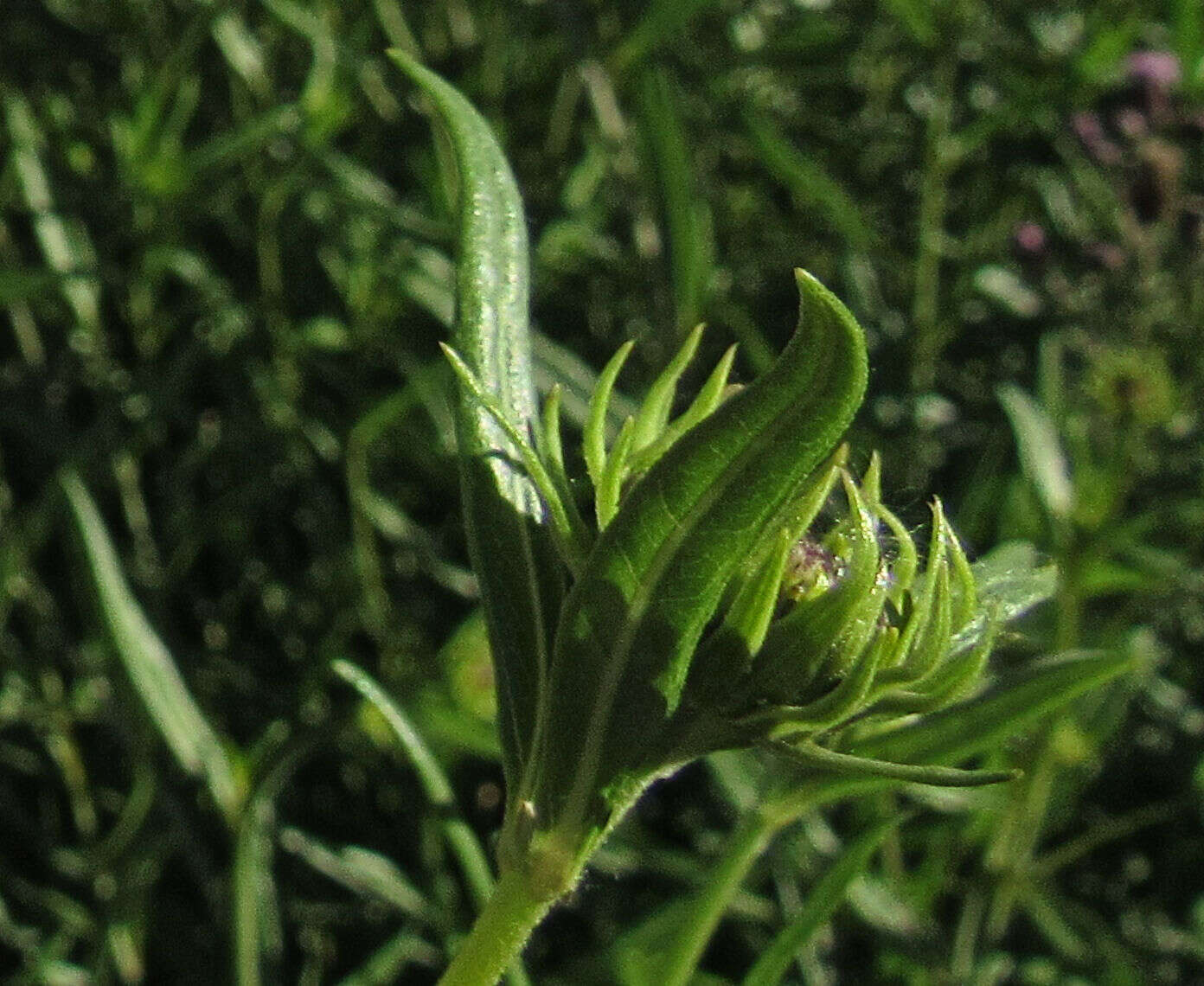 Sivun Helianthus nuttallii Torr. & A. Gray kuva