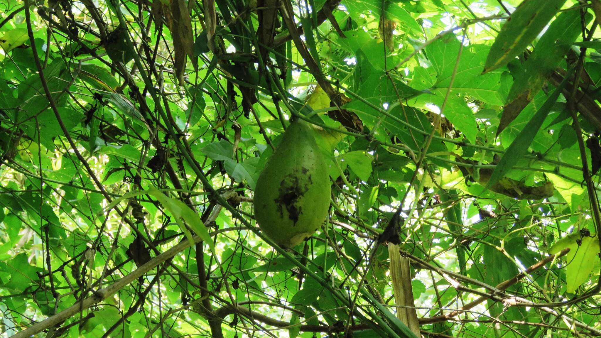 Imagem de Momordica cochinchinensis (Lour.) Spreng.