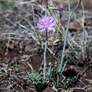 Image of Thurber's wirelettuce