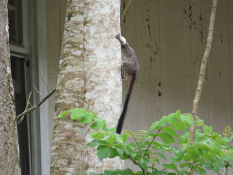 Image of Geoffroy's tamarin