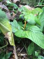 Anthurium ochranthum K. Koch resmi