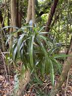 Слика од Dracaena angustifolia (Medik.) Roxb.