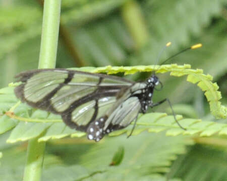 Image of Methona confusa Butler 1873