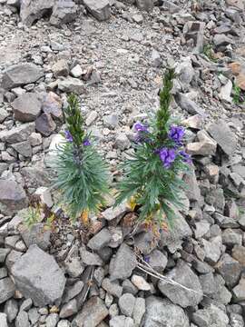 Image of Aconitum tauricum Wulfen