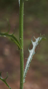 Image of narrowleaf hawksbeard