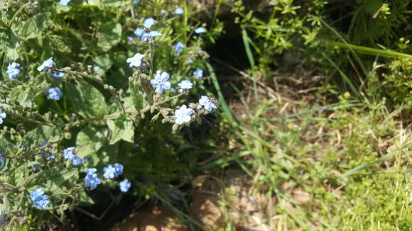 Plancia ëd Brunnera orientalis (Schenk) I. M. Johnst.