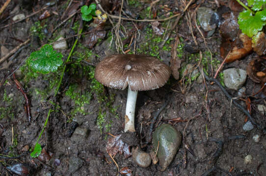 Image of Pluteus ephebeus (Fr.) Gillet 1876