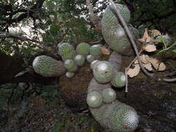 Image of Mammillaria albilanata subsp. albilanata