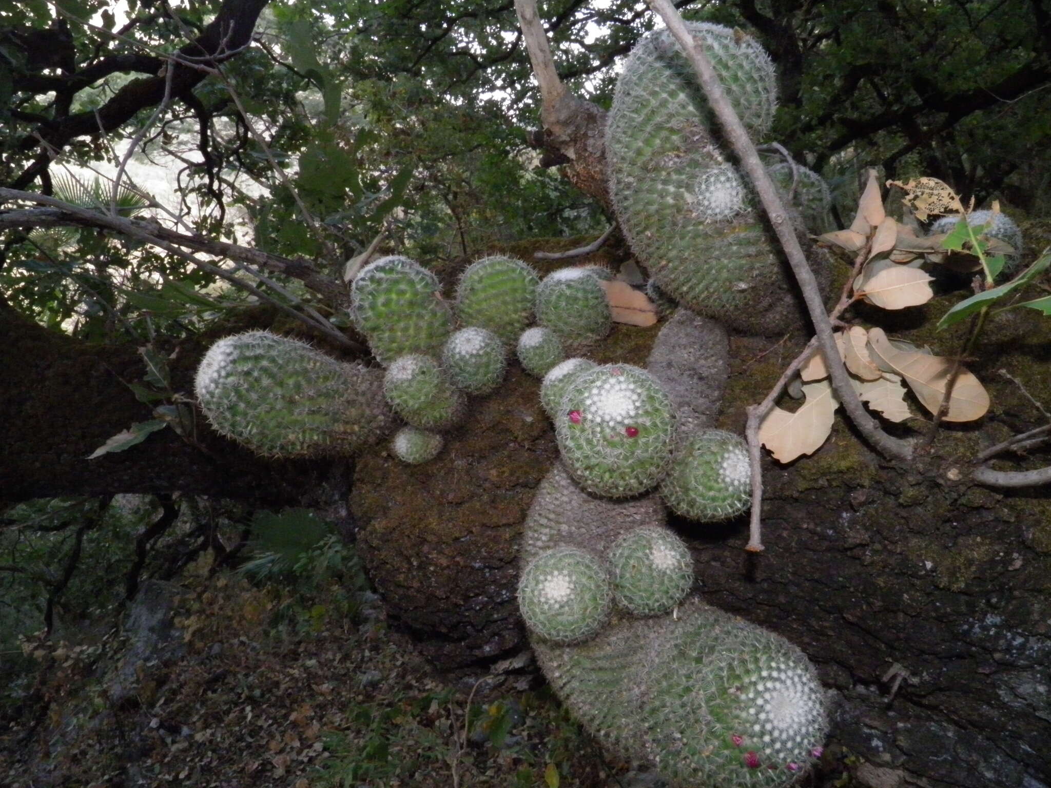 Mammillaria albilanata subsp. albilanata resmi