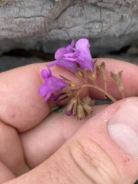 Phacelia pulchella A. Gray resmi