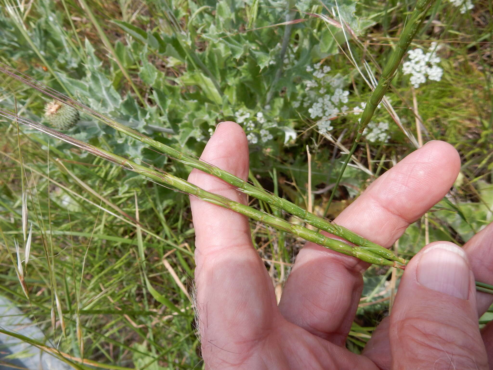 Image of jointed goatgrass