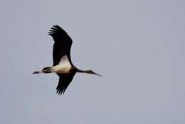 Image of Black Stork